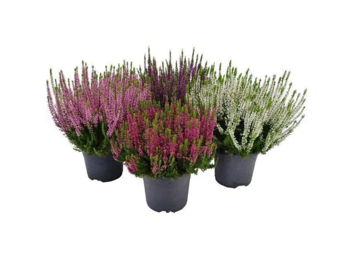 Lauko augalas viržis, Ø 12, 25 cm, lot. CALLUNA TWIN-0