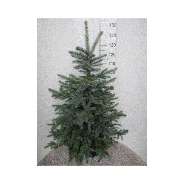 Dygioji sidabrinė eglė, 140 - 200 cm, lot. PICEA PUNGENS-0