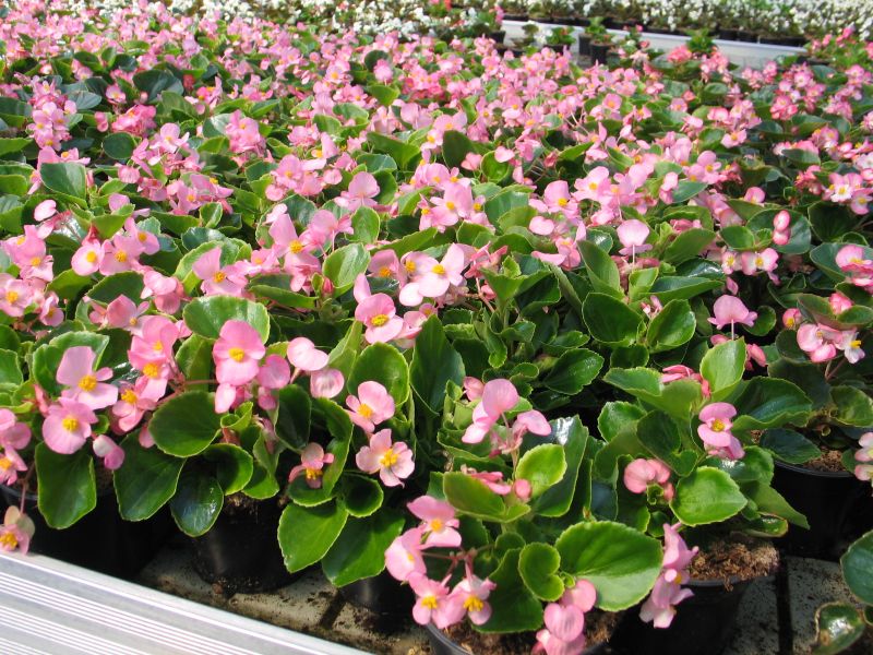 Lauko augalas begonija, Ø 10, lot. BEGONIA SEMPLERFLORES-0