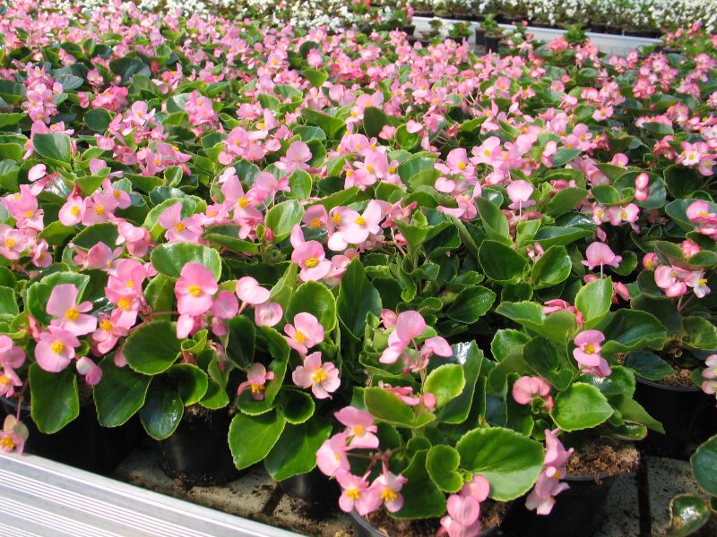 Lauko augalas begonija, Ø 10, lot. BEGONIA SEMPLERFLORES