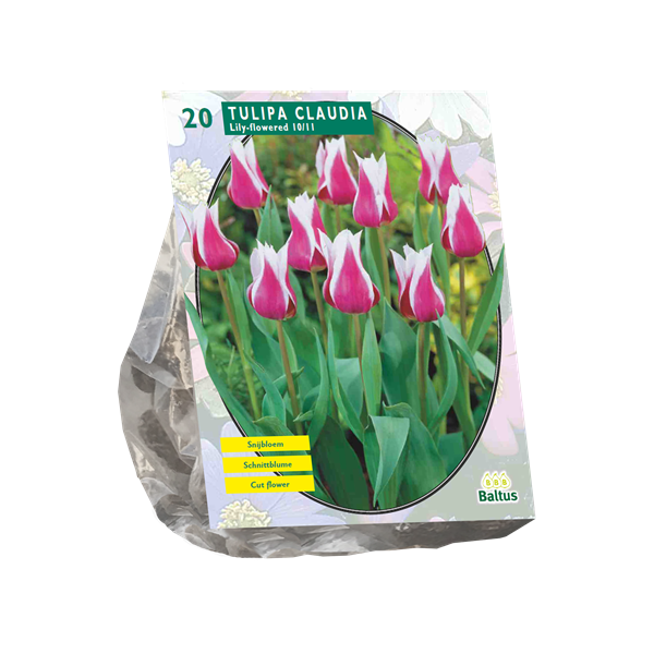 Tulpių svogūnėliai, lot. TULIPA CLAUDIA, 15 vnt-0