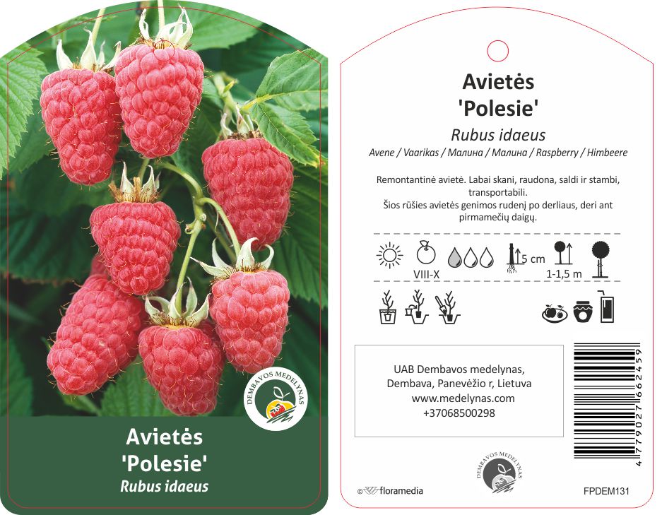 Vaiskrūmis Avietė Polesia, Ø 17, 25 cm, lot. RUBUS-0