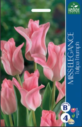 Tulpių svogūnėliai, lot. TULIPA MISS ELEGANCE, 4 vnt-0