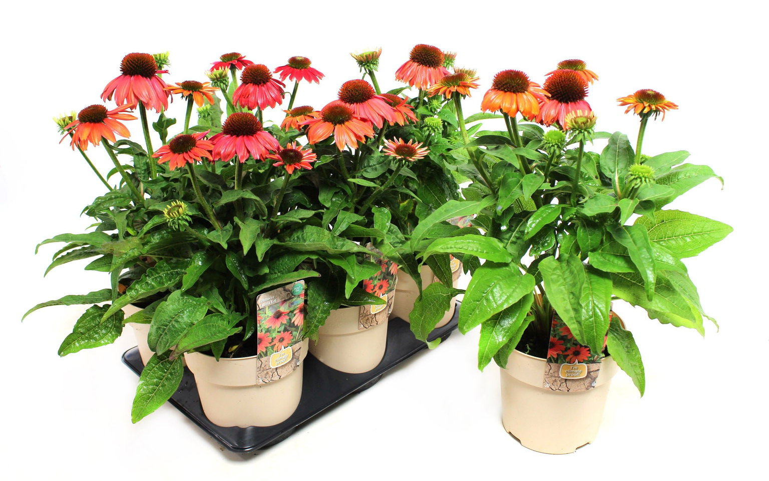 Lauko augalas ežiuolė, daugiametis, Ø 15, 25 cm, lot. Echinacea-0