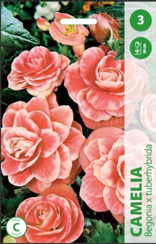 Begonijų svogūnėliai, lot. BEGONIA CAMELIA, 3 vnt-0