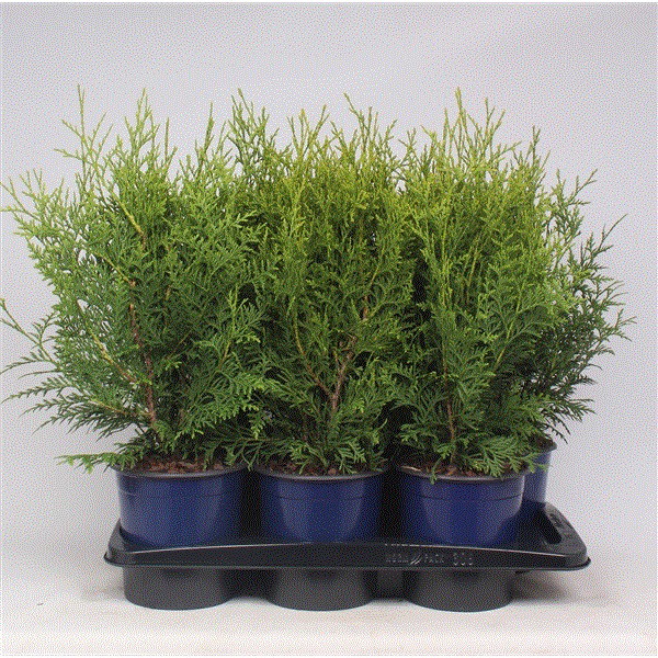 Lauko augalas tuja, auginta vazone, Ø 19, 60 - 80 cm, lot. Thuja Brabant-0