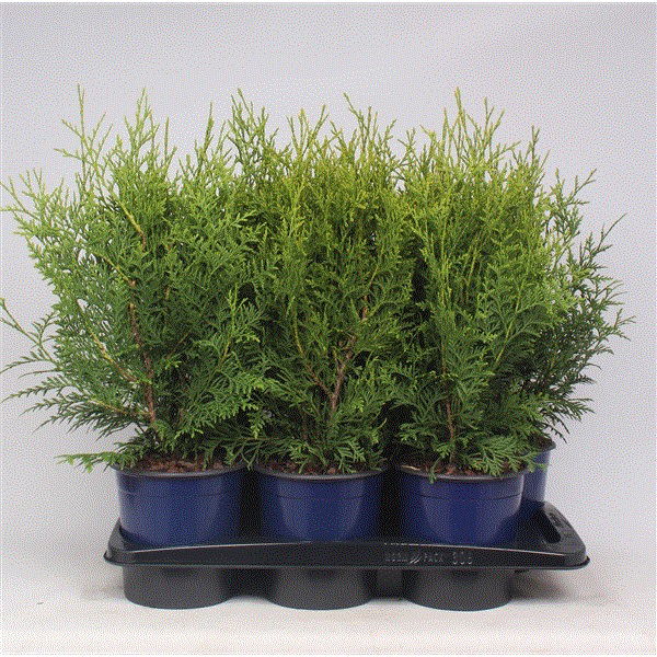 Lauko augalas tuja, auginta vazone, Ø 19, 60 - 80 cm, lot. Thuja Brabant-0