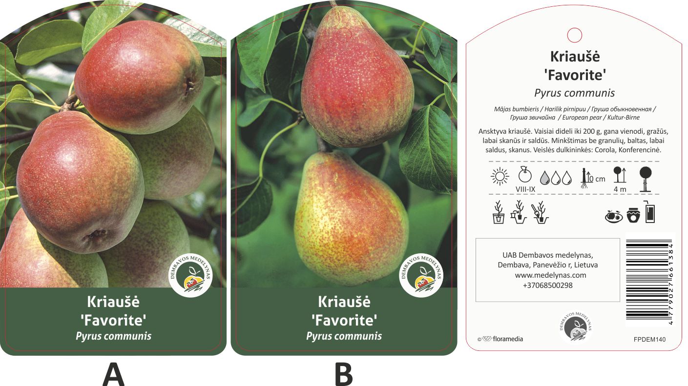 Vaismedis kriaušė FAVORITE, lot. PYRUS DOMESTICA-0