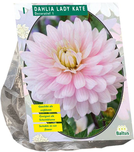 Jurginų svogūnėlis, lot. DAHLIA DECORATIEF LADY KATE, 1 vnt