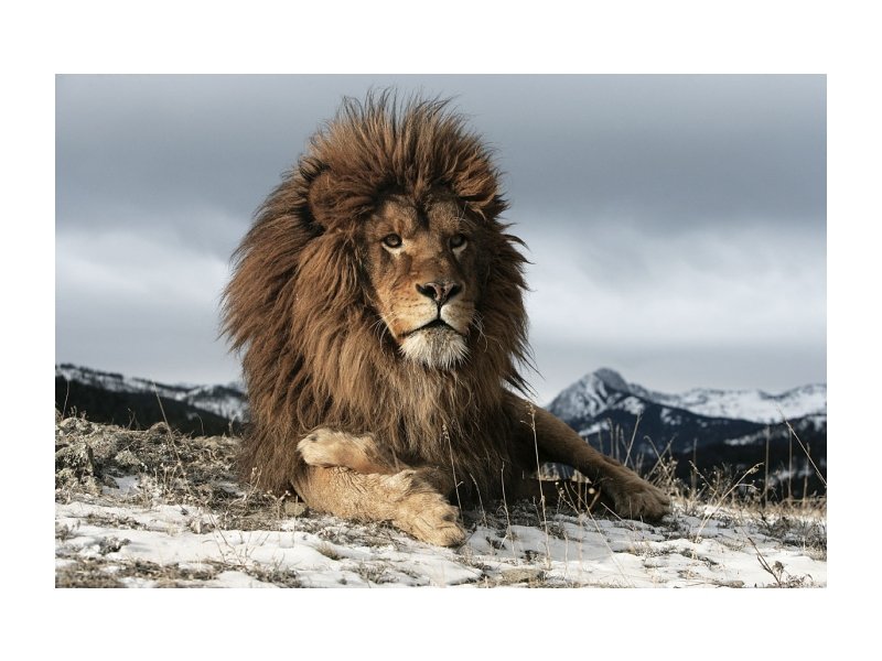 Paveikslas LION, 120x80 cm