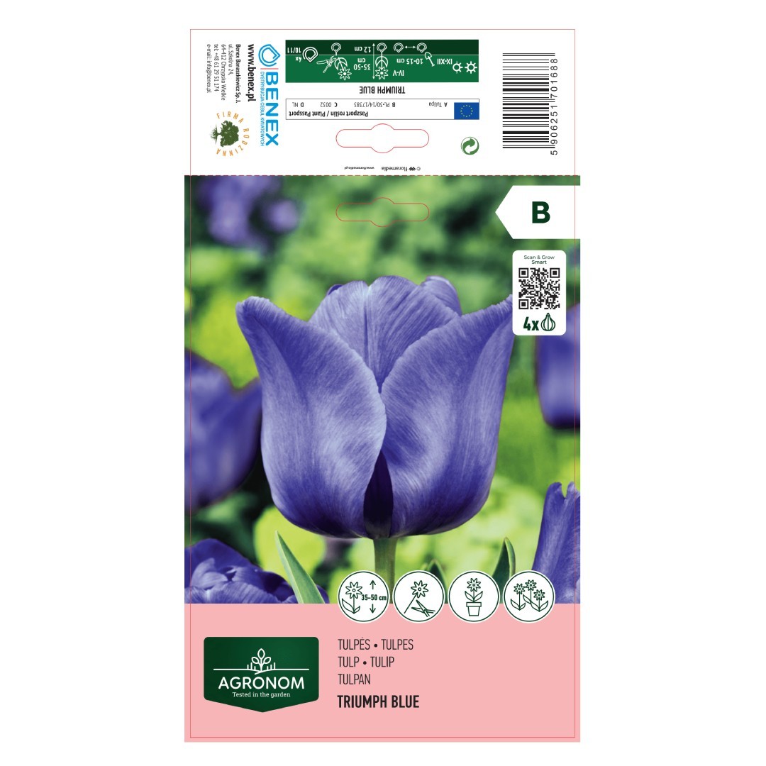 Tulpių svogūnėliai, lot. TULIPA TRIUMPH BLUE, 4 vnt-0