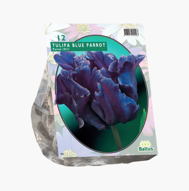 Tulpių svogūnėliai, lot. TULIPA BLUE PARROT PARKIET, 12 vnt-0