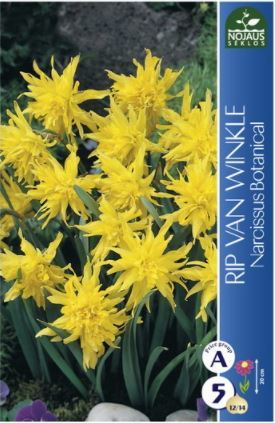 Narcizų svogūnėliai, lot. NARCISSUS RIP VAN WINKLE, 3 vnt-0