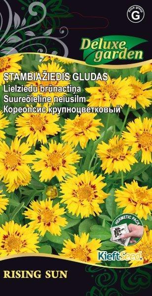Stambiažiedžių gludų RISING SUN sėklos, 20 vnt./pak.
