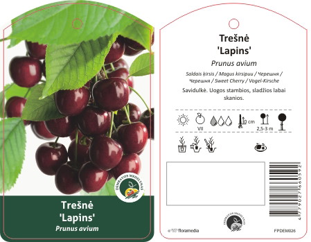 Vaismedis trešnė LAPINS, lot. PRUNUS AVIUM-0