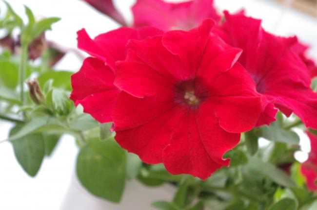 Lauko augalas smulkiažiedė surfinija, Ø 10,5, 20 cm, lot. Calibrachoa-0