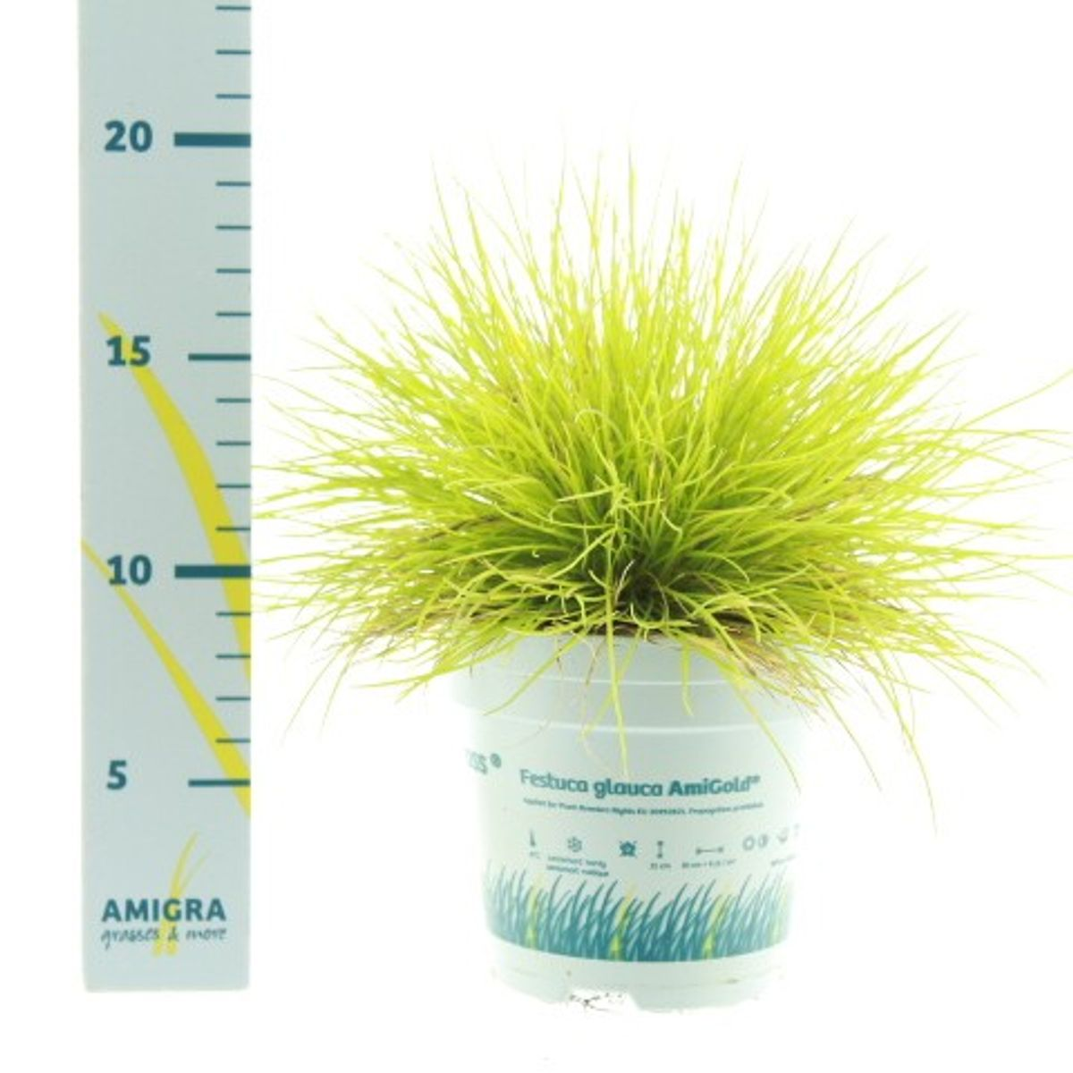 Lauko augalas eraičinas, Ø 10,5, 20 - 25 cm, lot. FESTUCA GLAUCA AMIGOLD