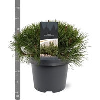 Lauko augalas kalninė pušis, Ø 19, 30 cm, lot. Pinus mugo mughus-0