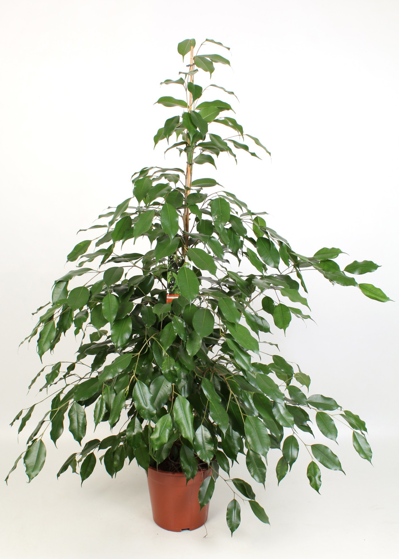 Vazoninis augalas fikusas, Ø 21, 100 cm, lot. FICUS BENJAMINA MIX-0