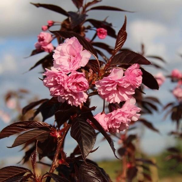 Lauko augalas dekoratyvioji vyšnia/Sakura ROYAL BURGUNDY