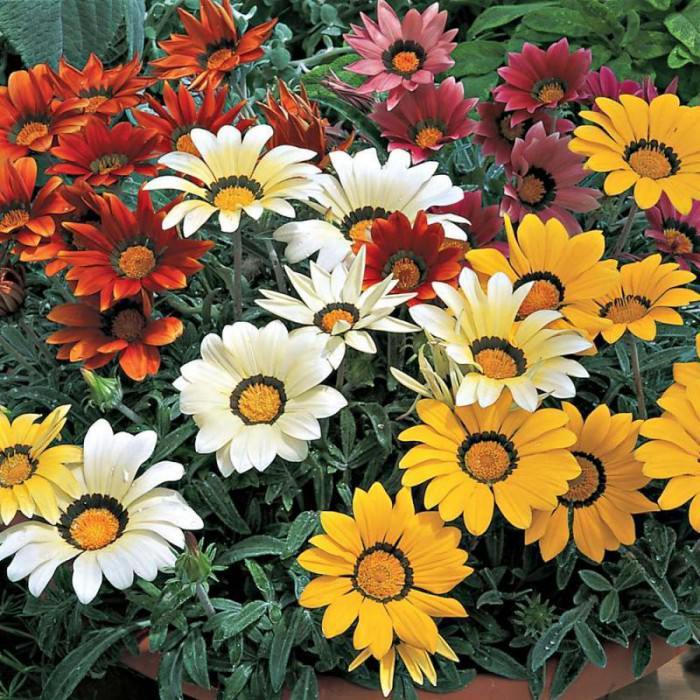 Lauko augalas gazanija, Ø 10,5, 25 cm, lot. Gazania-0
