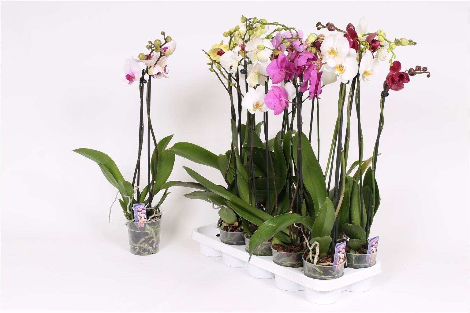 Vazoninis augalas falenopsis, Ø 12, 50 cm, lot. PHALAENOPSIS Spirit Red, 2 stiebai-0