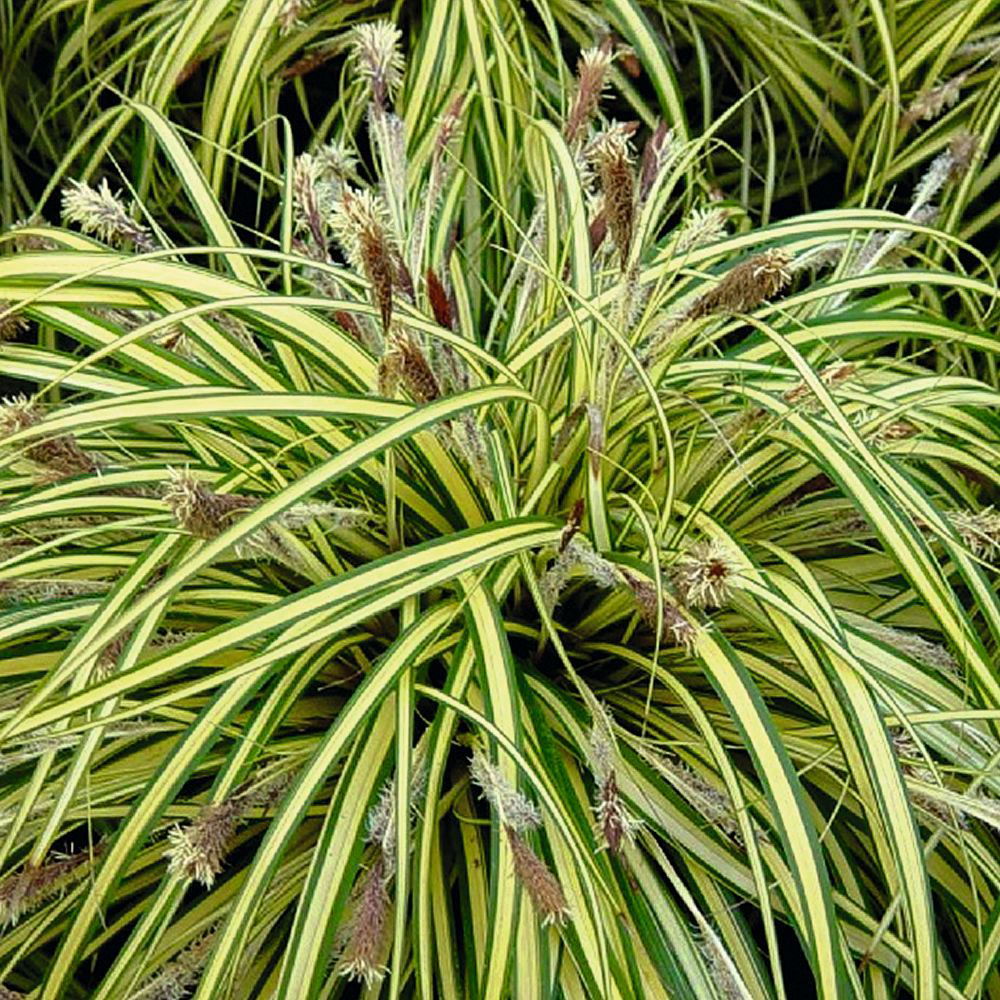 Lauko augalas viksva, Ø 9, 30 cm, lot. Carex mix-0