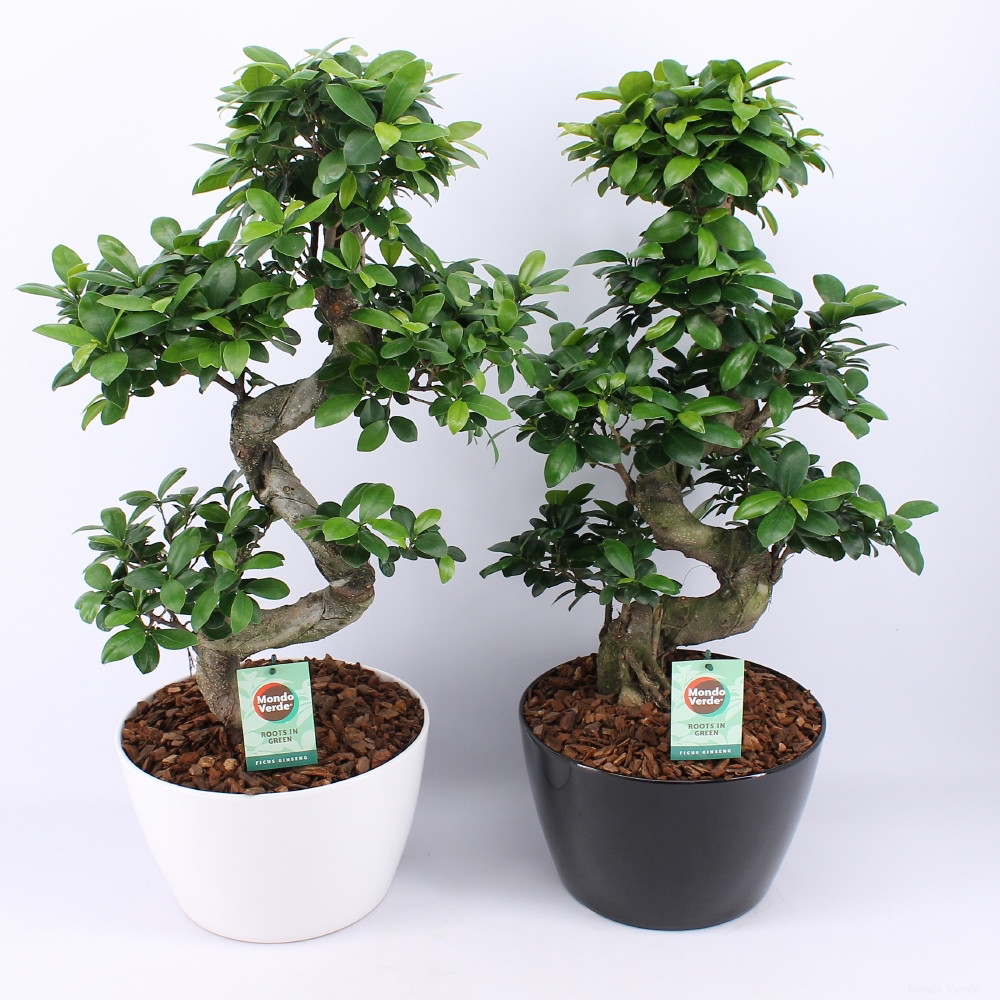 Vazoninis augalas fikusas, vazone, S formos, Ø 25, 75 cm, lot. Ficus ginseng-0