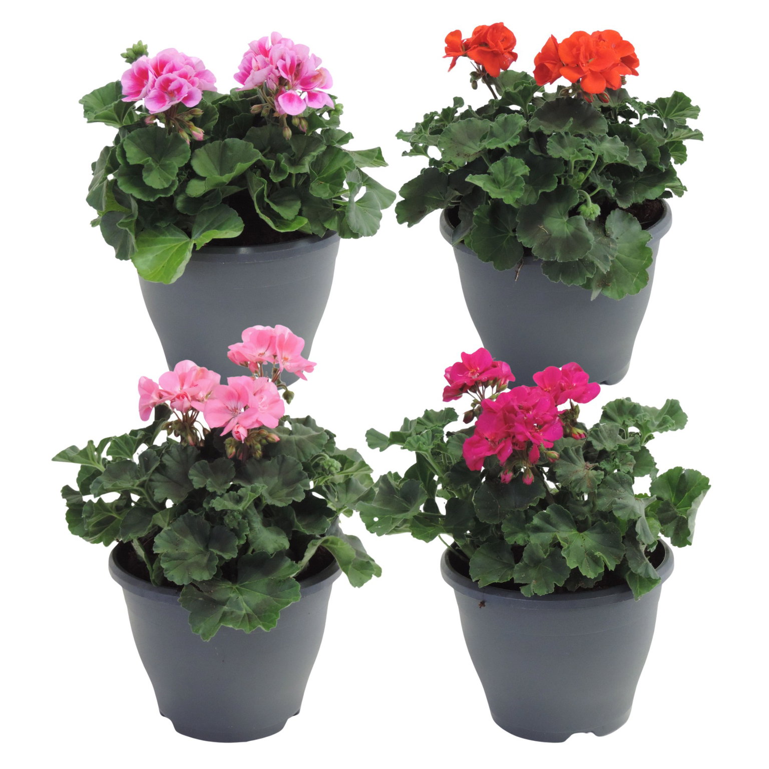 Lauko augalas pelargonija, Ø 17, 25 cm, lot. Pelargonium grandi. mix-0