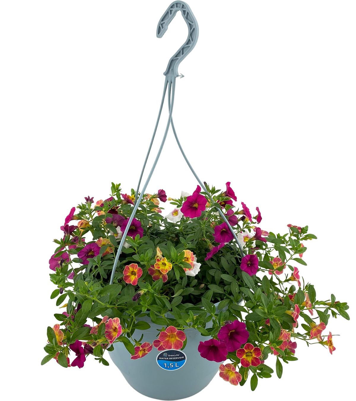 Lauko augalas smulkiažiedė surfinija, pakabinamam vazone, Ø 20, 25 cm, lot. CALIBRACHOA