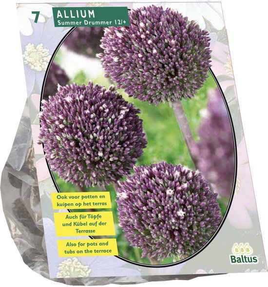 Dekoratyvinio česnako svogūnėliai, lot. ALLIUM SUMMER DRUMMER, 7 vnt