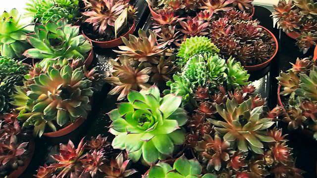 Lauko augalas šilropė, Ø 14, 20 cm, lot. SEMPERVIVUM trio mix