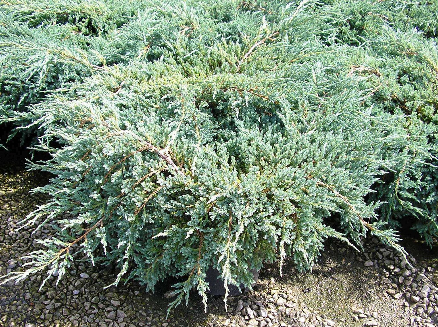 Lauko augalas kininis kadagys, C 3, Ø 19, 30 - 40 cm, lot. JUNIPERUS CHINENSIS BLUE ALPS