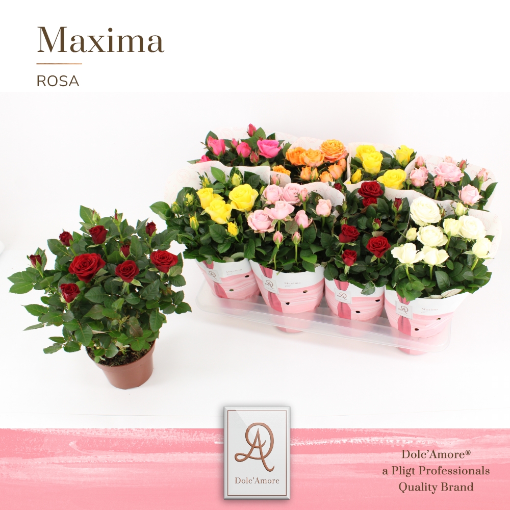 Vazoninis augalas rožė, Ø 14, 35 cm, lot. ROSA-0