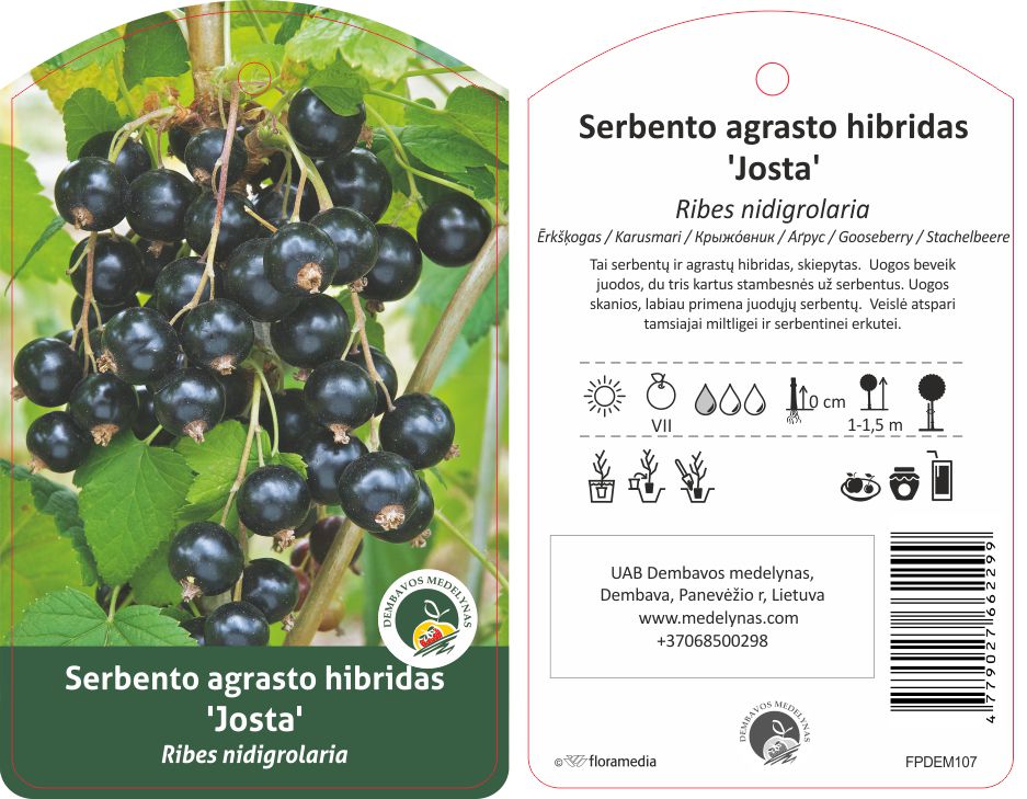 Vaiskrūmis serbento-agrasto hibridas, skiepytas, JOŠTA, lot. RIBES-0