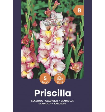 Didžiažiedžių kardelių svogūnėliai, lot. GLADIOLUS PRISCILLA, 5 vnt-0