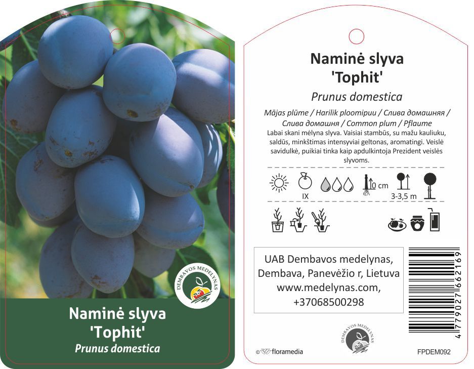 Vaismedis slyva TOPHIT, lot. PRUNUS DOMESTICA-0