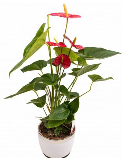 Vazoninis augalas anturis, Ø 17, 65 cm, lot. ANTHURIUM CAVALLI