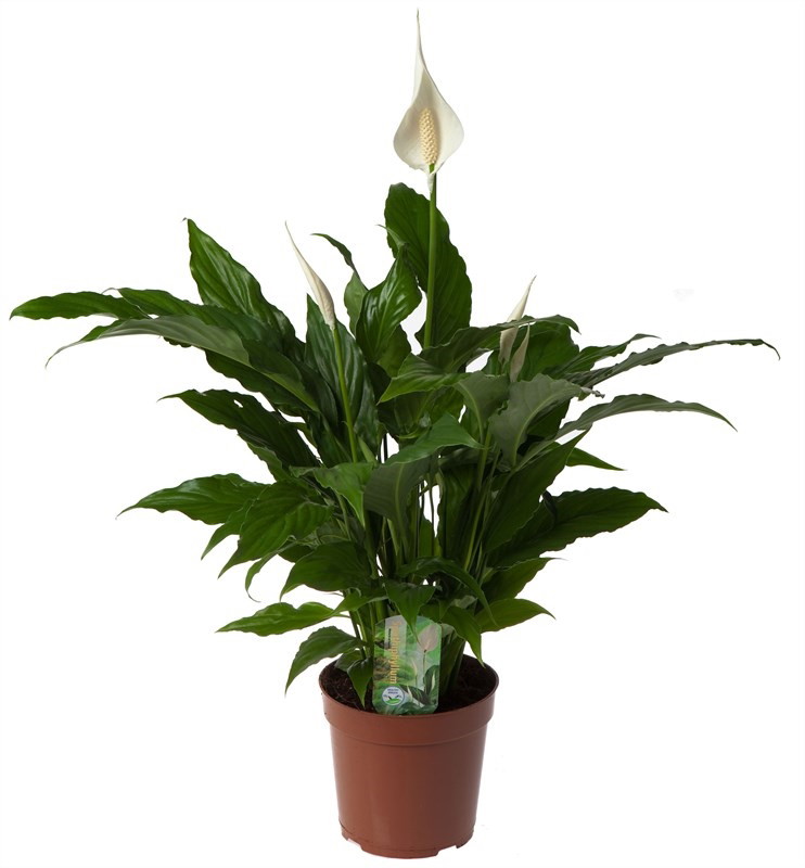 Vazoninis augalas vėzdūnė, Ø 17, 70 cm, lot. SPATHIPHYLLUM-0