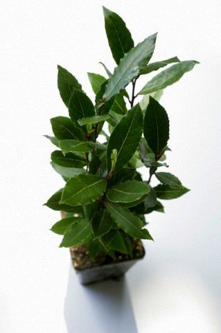 Vazoninis augalas sansevjera, Ø 8,5, 35 cm, lot. SANSEVIERIA CYLIND