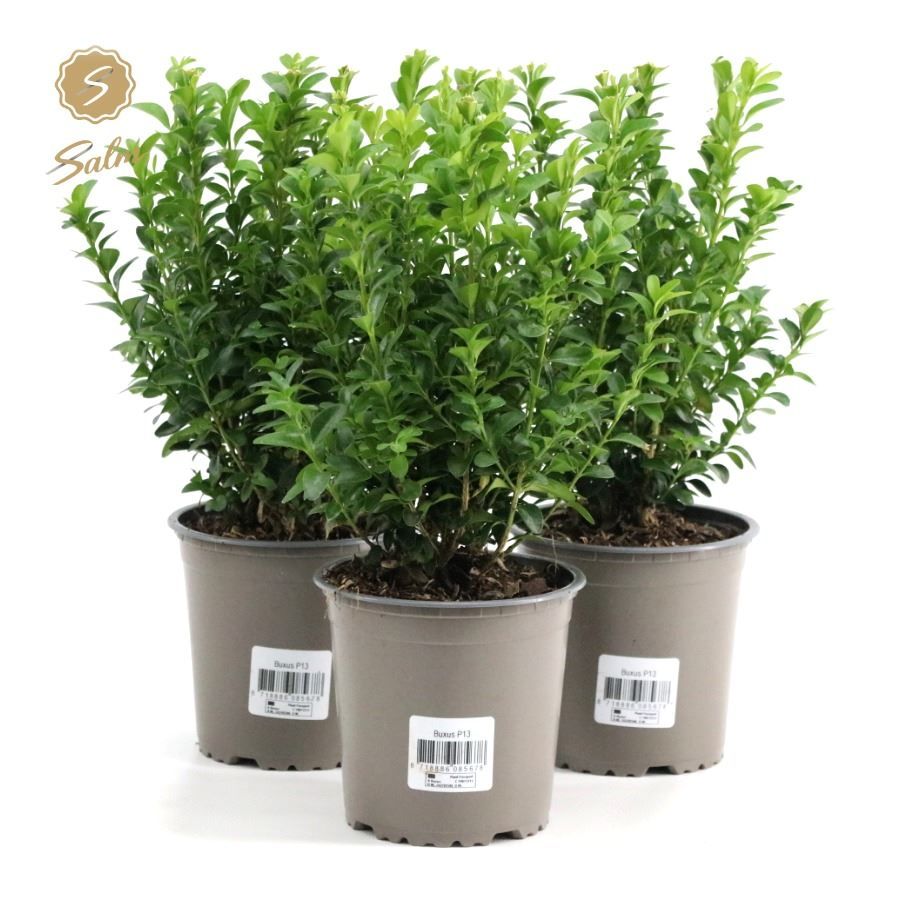 Lauko augalas buksmedis, Ø 13, 30 cm, lot. Buxus semp. bush-0