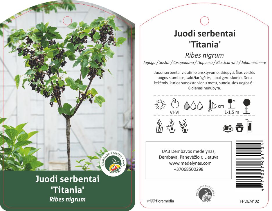 Vaiskrūmis serbentas TITANIJA, lot. RIBES-0