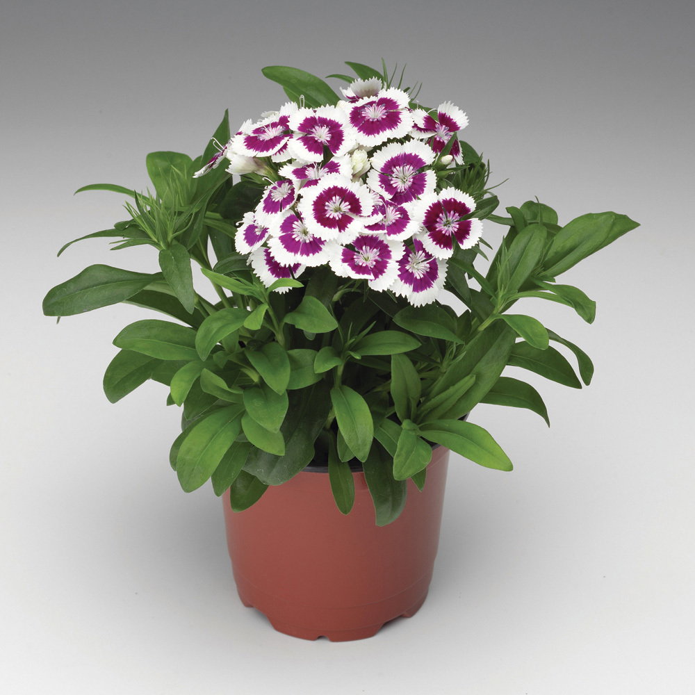 Lauko augalas gvazdikas, Ø 10,5, 20 cm, lot. Dianthus Lucky Lips-0