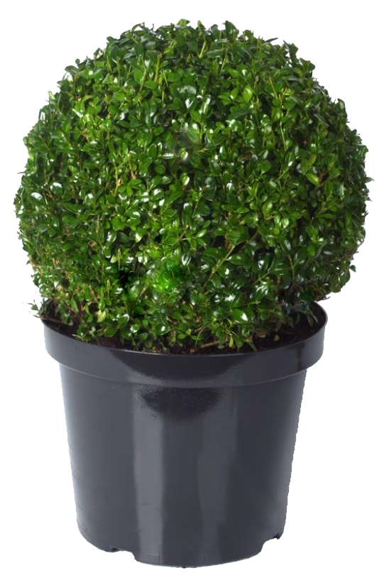 Lauko augalas buksmedis, Ø 23, 48 cm, lot. Buxus semp. Ball-0