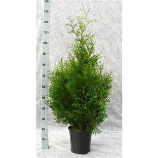 Lauko augalas tuja, Ø 26, 120-140 cm, lot. Thuja Brabant-0