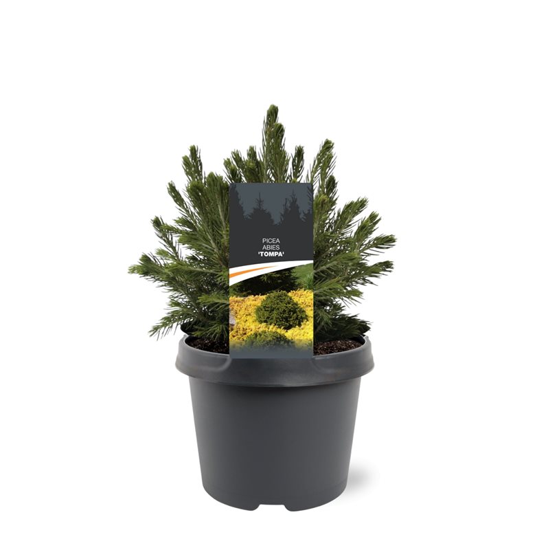 Lauko augalas paprastoji eglė, Ø 19, 30 cm, lot. Picea abies Tompa-0