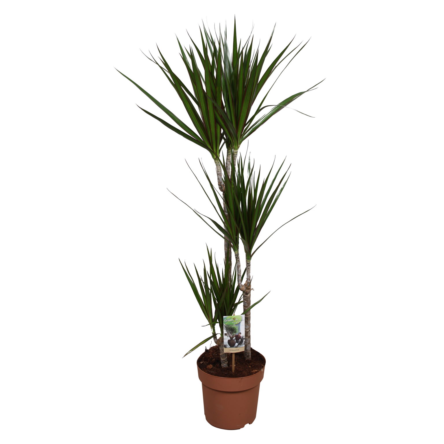 Vazoninis augalas dracena, Ø 21, 135 cm, lot. DRACAENA MARGINATA