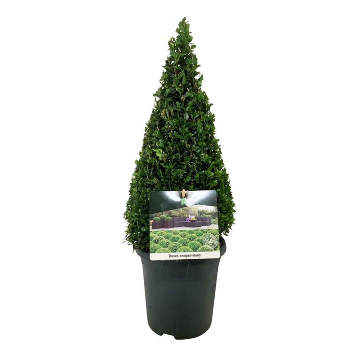 Lauko augalas buksmedis, Ø 21, 60 cm, lot. Buxus semp. Pyramide-0