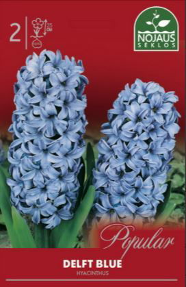 Hiacintų svogūnėliai, lot. HYACINTHUS DELFT BLUE, 2 vnt.-0