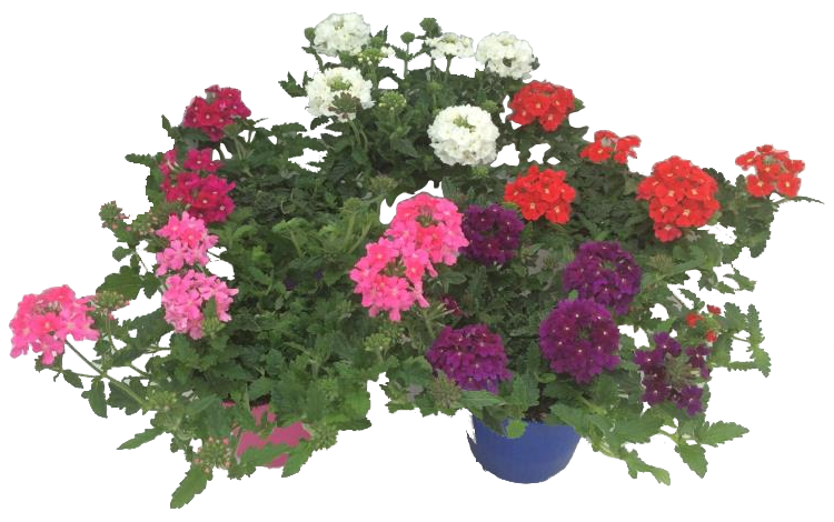 Lauko augalas verbena, Ø 12, 15 cm, lot. VERBENA TRIO-0